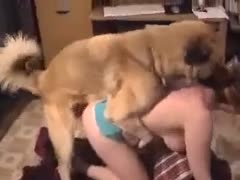 Using a big rod, the mischievous animal found a female